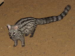 Image of <i>Genetta felina</i>