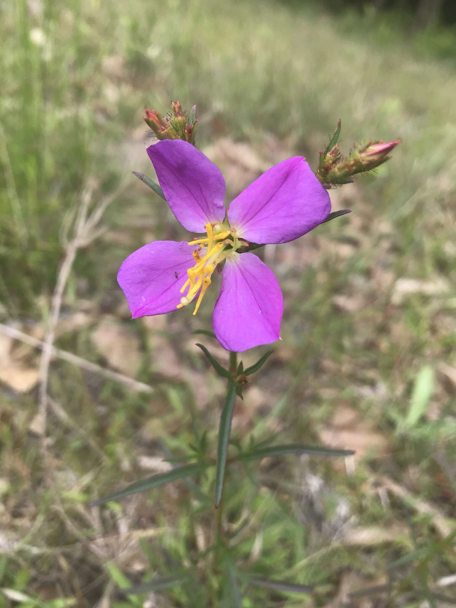 Imagem de Rhexia cubensis Griseb.