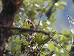 Image of Andean Potoo