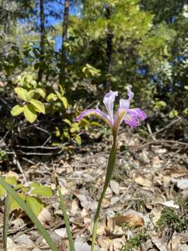 Image of Thompson's iris