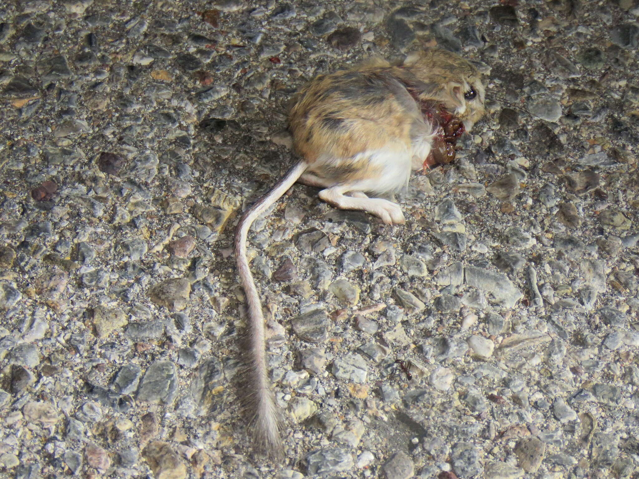 Image of Merriam's Kangaroo Rat