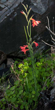 Image of Gladiolus priorii (N. E. Br.) Goldblatt & M. P. de Vos