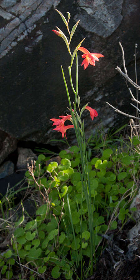 Imagem de Gladiolus priorii (N. E. Br.) Goldblatt & M. P. de Vos