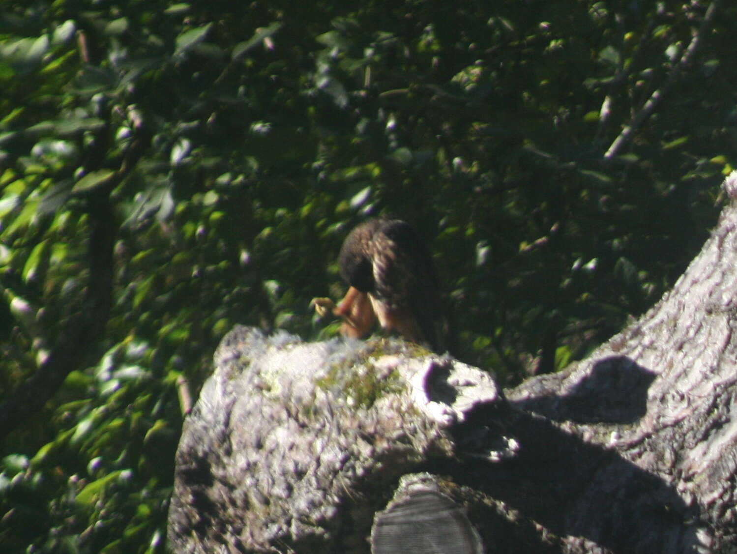 Image of New Zealand Falcon