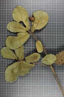 Image of Quercus obtusata Bonpl.