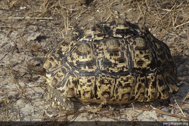 Image of Stigmochelys