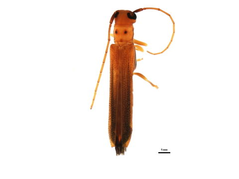 Image of <i>Oberea pallida</i> Casey 1913