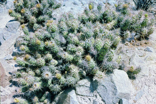 Cumulopuntia sphaerica (C. F. Först.) E. F. Anderson resmi