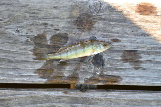 Image of Yellow Perch