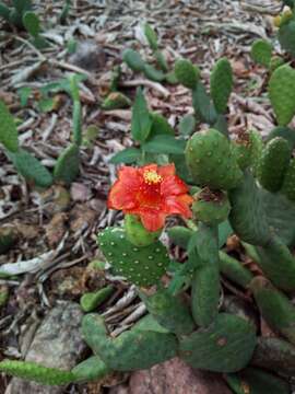 Image de Tacinga inamoena (K. Schum.) N. P. Taylor & Stuppy