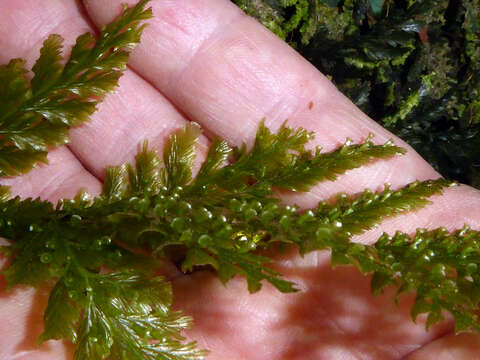 Image of toothed bristle fern