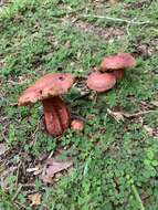 Image of Butyriboletus floridanus (Singer) G. Wu, Kuan Zhao & Zhu L. Yang 2016