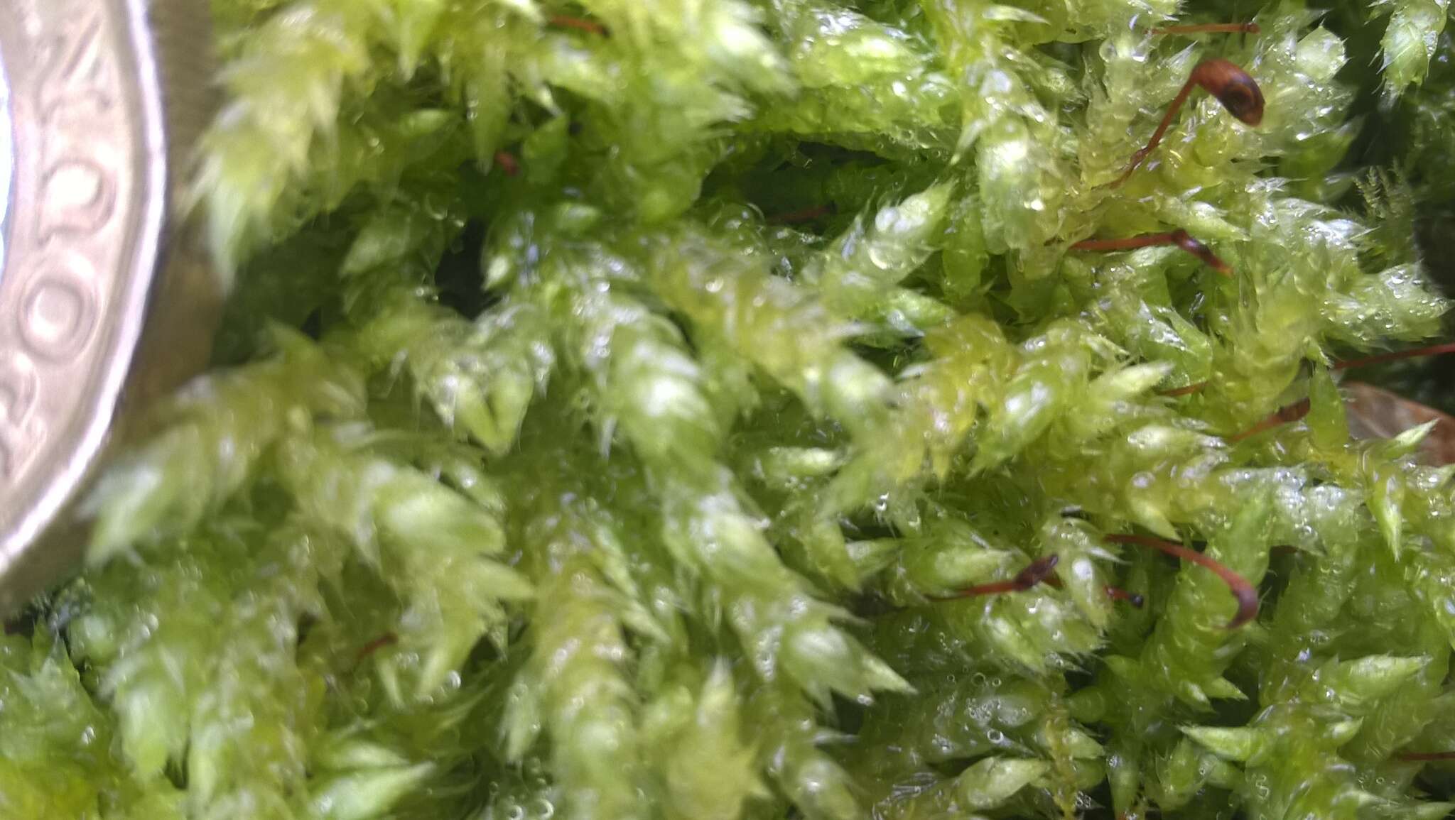 Image of rough-stalked feather-moss