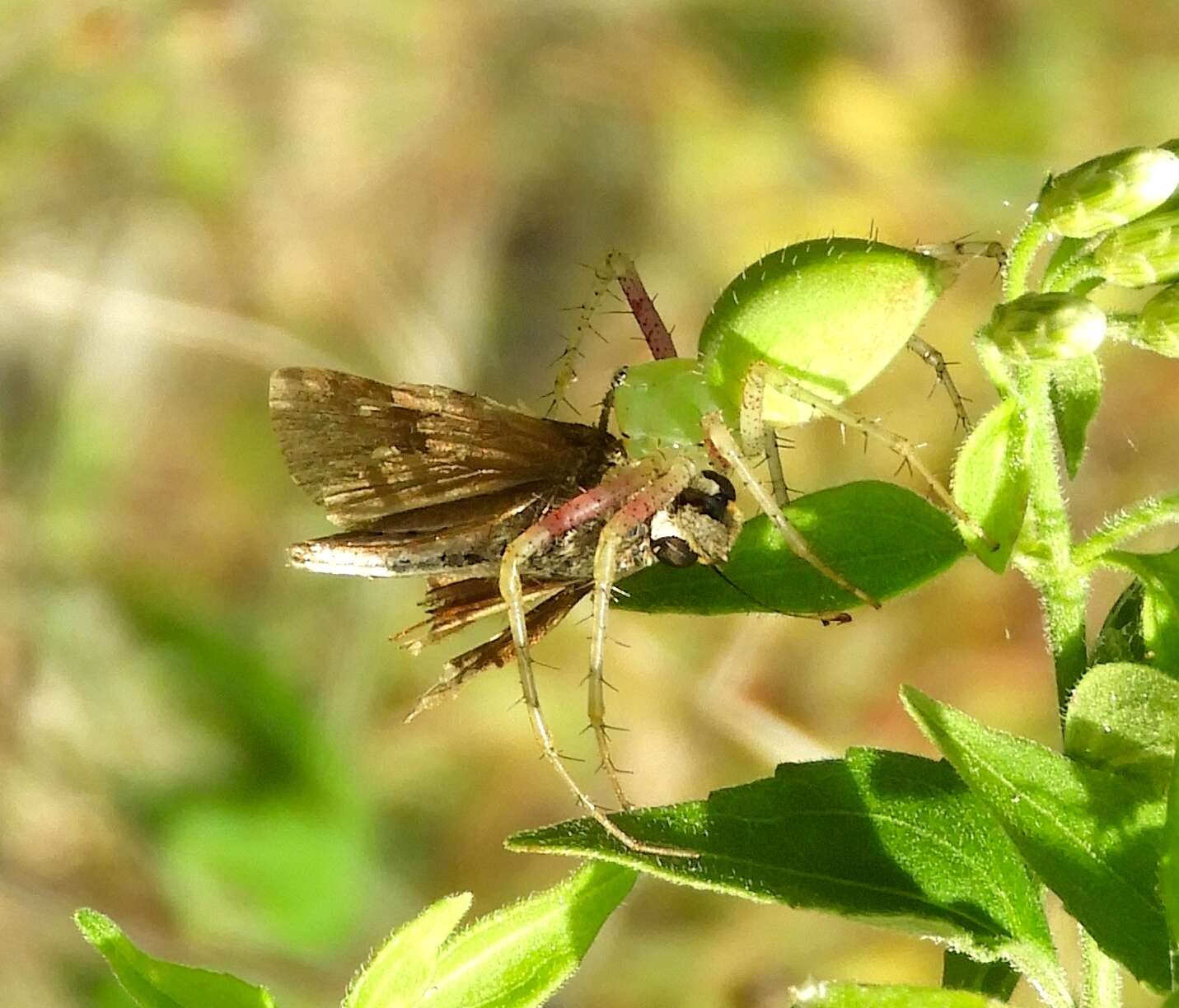 Image of Green Lynx