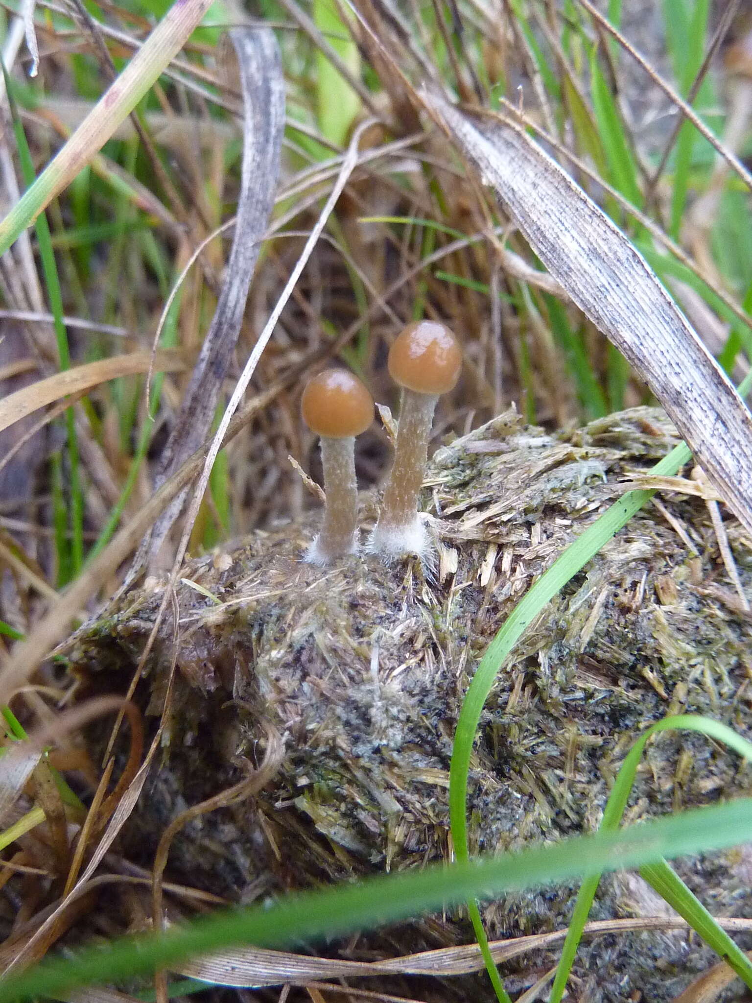 Image of Psilocybe alutacea Y. S. Chang & A. K. Mills 2006