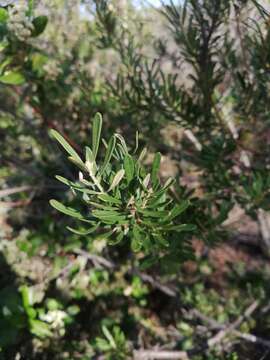 Image of Lambertia inermis var. drummondii (Fielding & Gardner) R. J. Hnatiuk