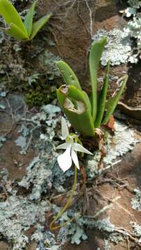 Image of <i>Jumellea densefoliata</i>