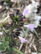 Image of ascending wild basil