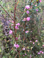 Sivun Hypocalymma robustum (Endl.) Lindl. kuva