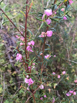 صورة Hypocalymma robustum (Endl.) Lindl.