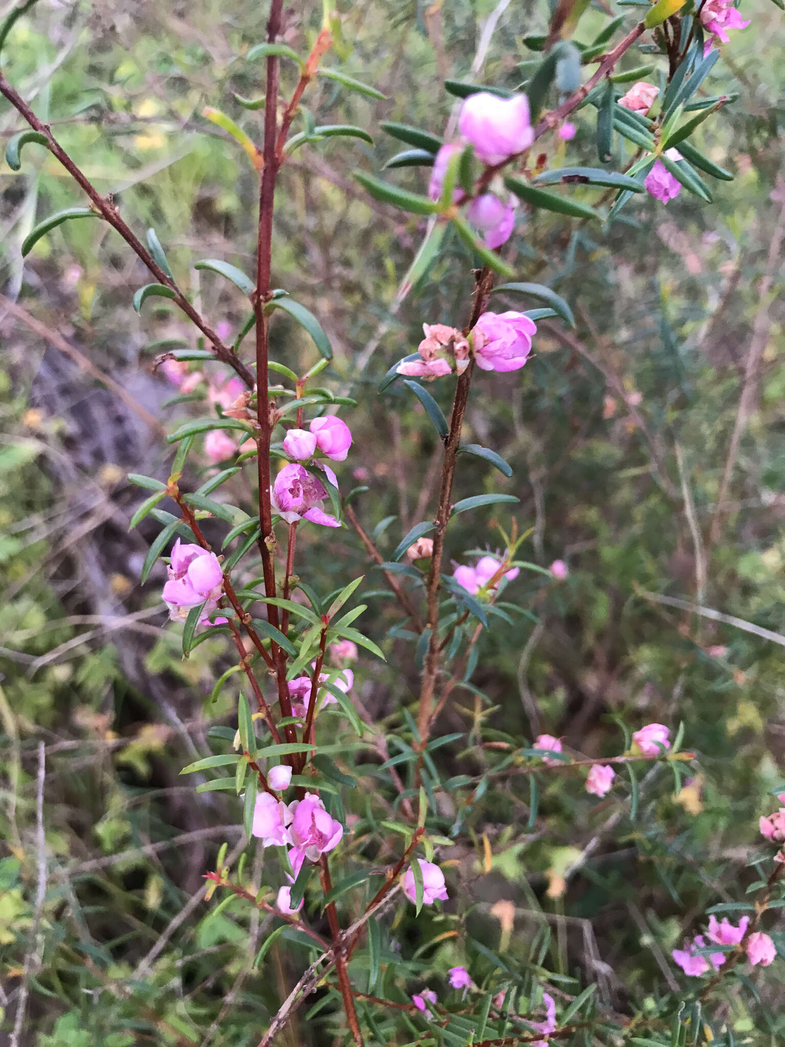 صورة Hypocalymma robustum (Endl.) Lindl.