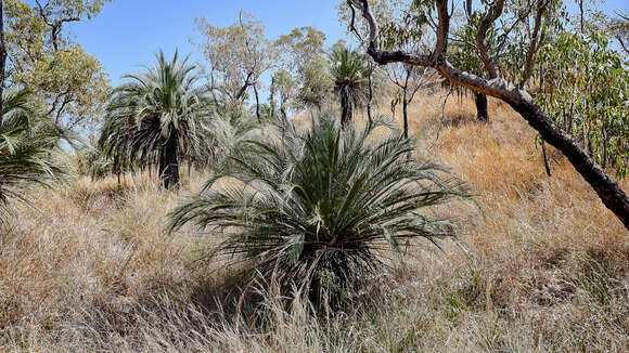 Image of Macrozamia moorei F. Muell.