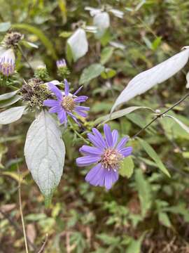 Image of rigid whitetop aster