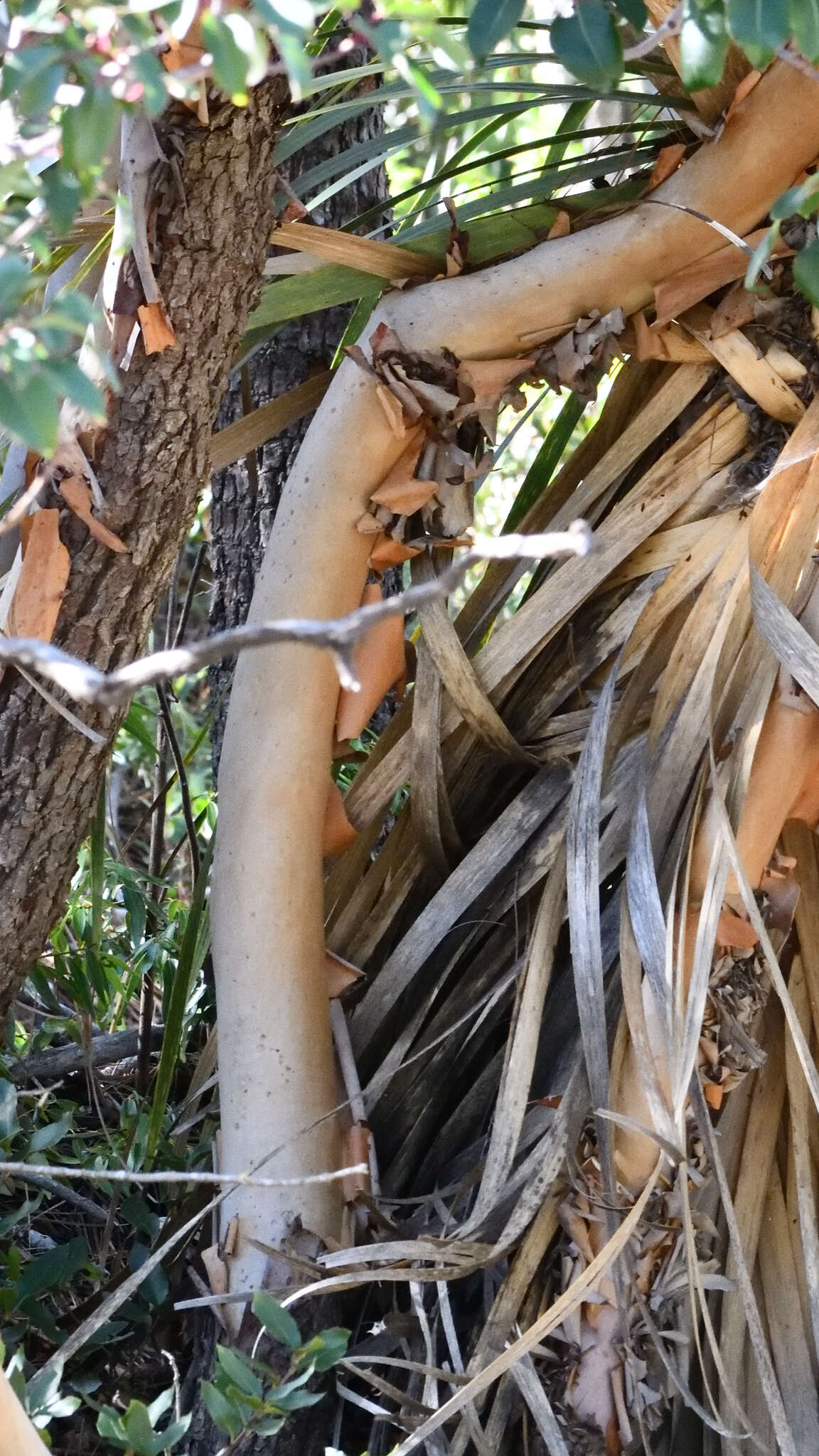 Arbutus xalapensis var. texana (S. F. Buckley) A. Gray resmi