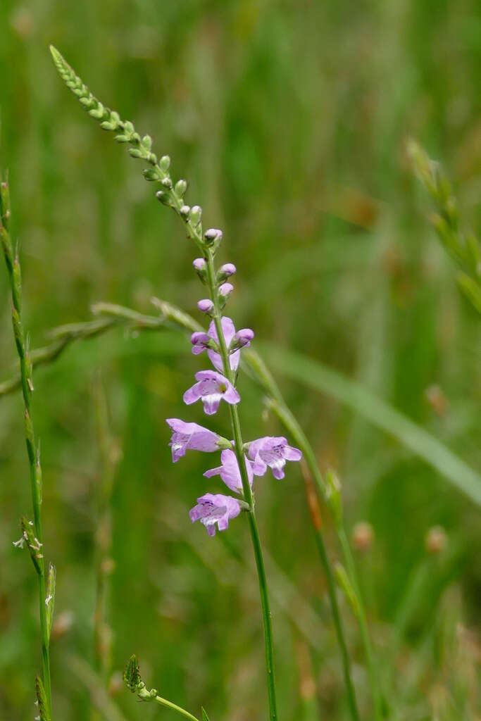 Image of Slender False Dragonhead