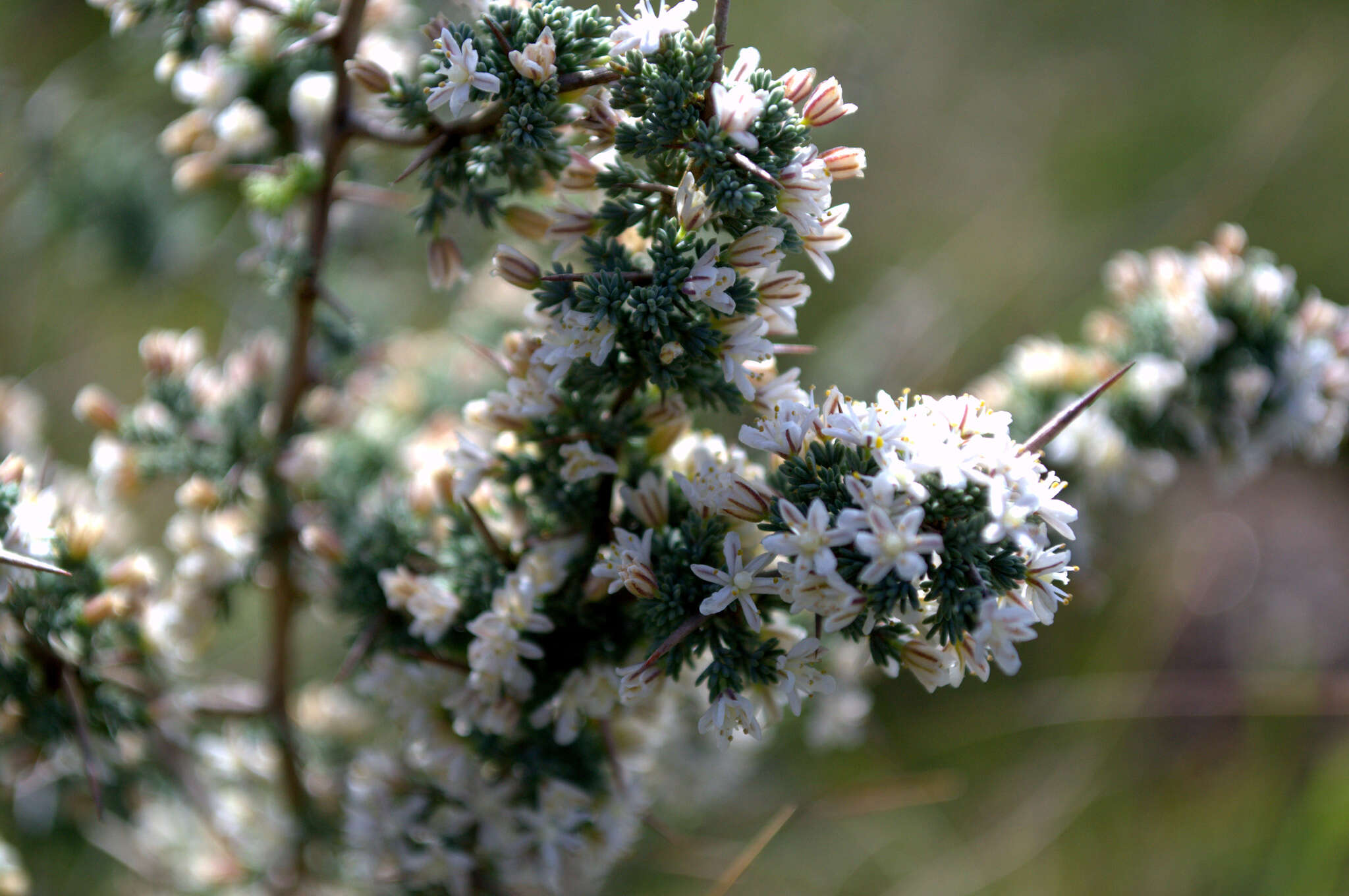 Image of Asparagus capensis L.