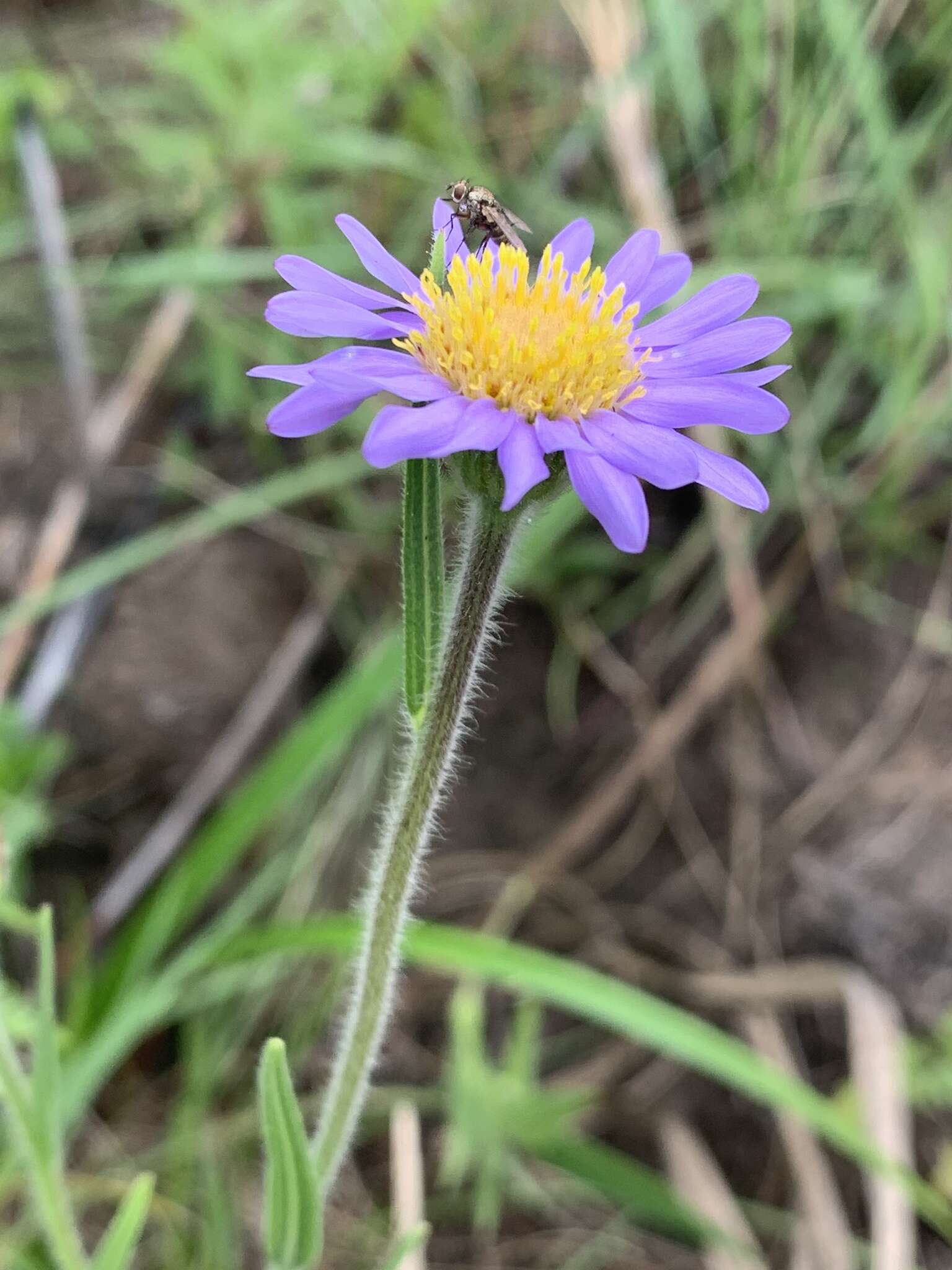 Plancia ëd Afroaster hispida (Thunb.) J. C. Manning & Goldblatt