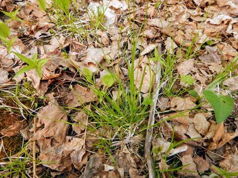 Image of Peck's sedge