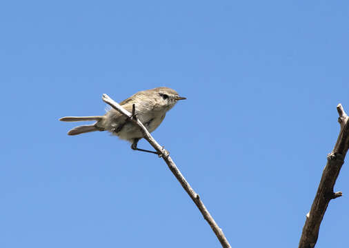 صورة Phylloscopus sindianus lorenzii (Lorenz & T 1887)