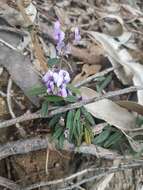 Слика од Hovea heterophylla Hook. fil.