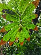 Image of Columnea medicinalis (Wiehler) L. E. Skog & L. P. Kvist