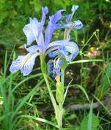 Image of Rocky Mountain iris