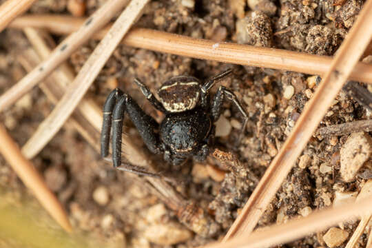 Sivun Bassaniodes bufo (Dufour 1820) kuva