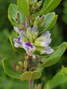 Image of Otholobium polystictum (Harv.) C. H. Stirt.