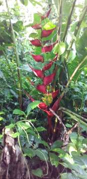 Image of Heliconia bourgaeana Petersen