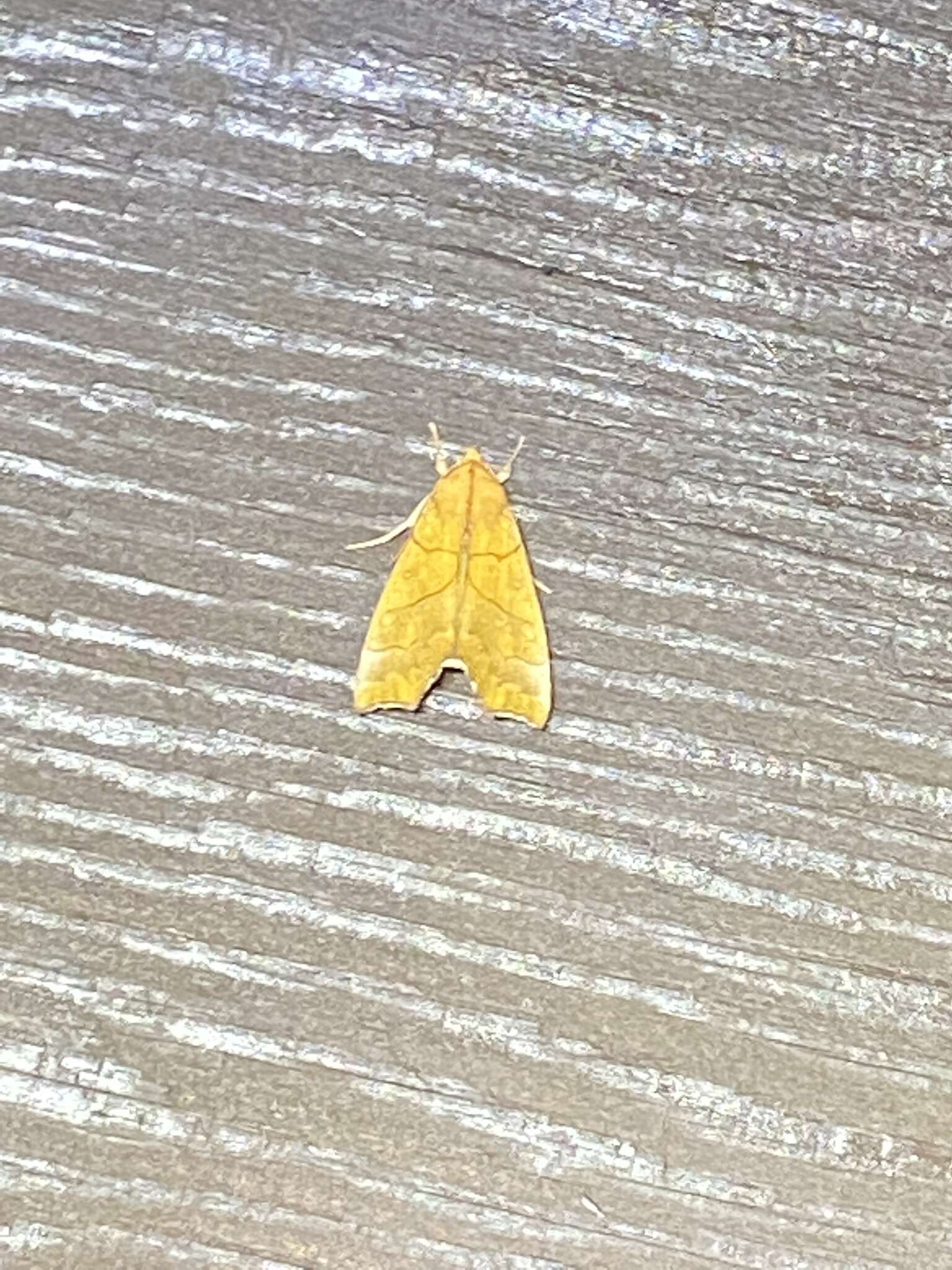 Image of Yellow Scallop Moth