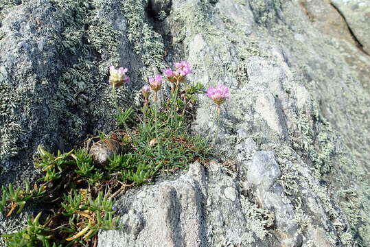 Sivun Armeria maritima subsp. maritima kuva