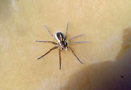 Image of Raft spider