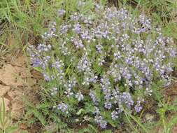 Image of Veronica multifida L.