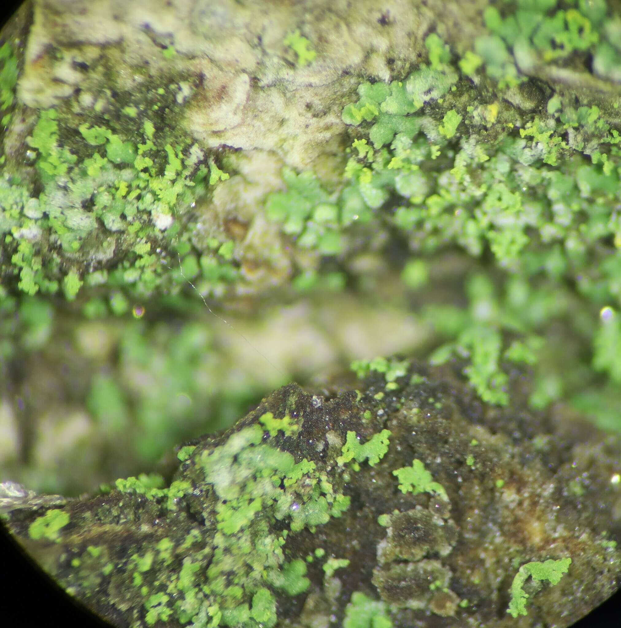 Image of waynea lichen