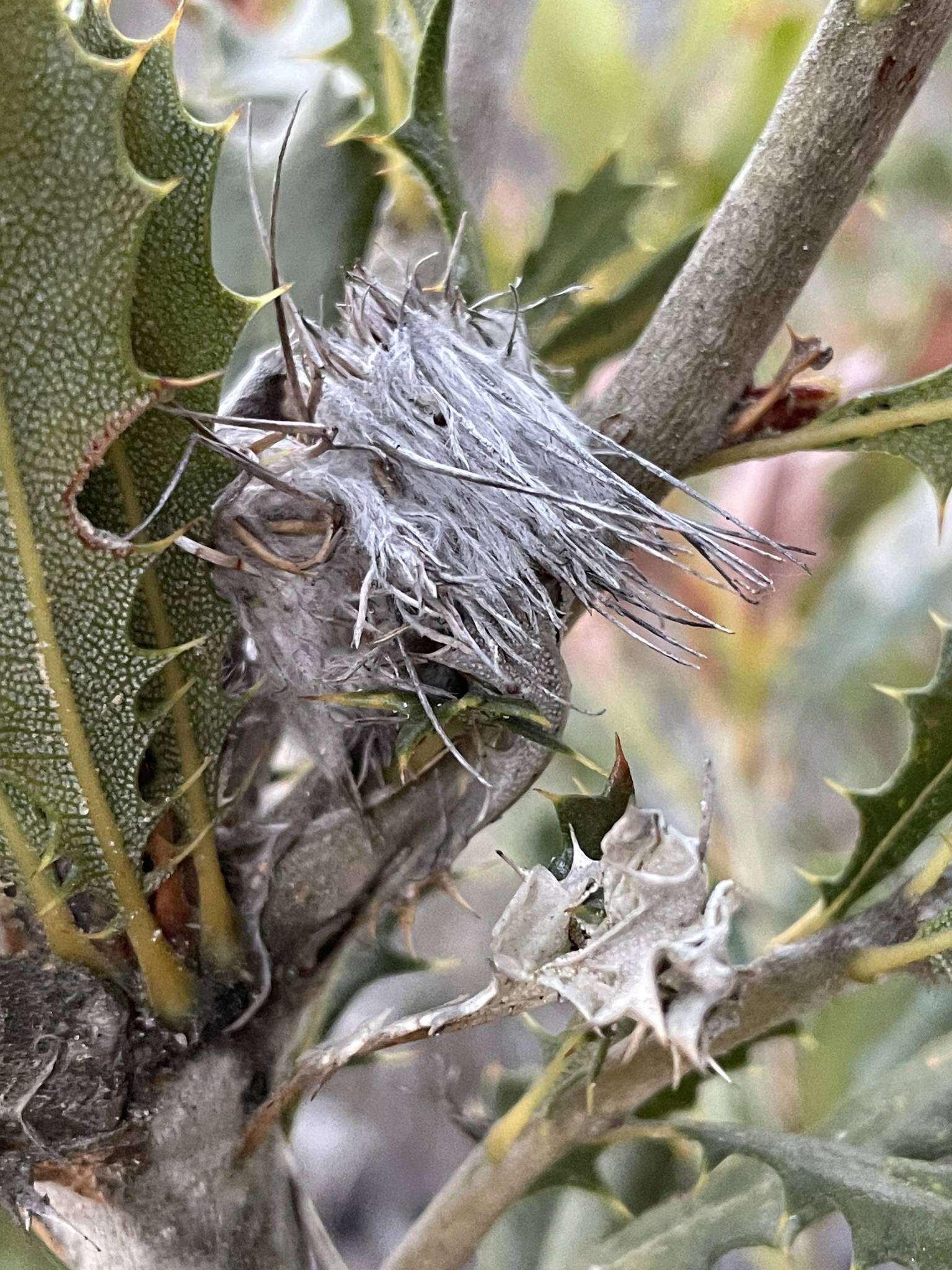 Image of Banksia obovata A. R. Mast & K. R. Thiele