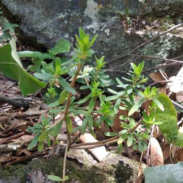 Image of Peperomia leptophylla Miq.