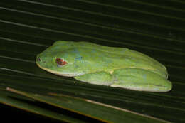 Image of Seychelles Tree Frog