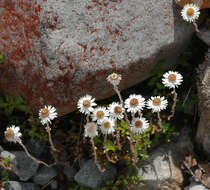 Image of Anaphalioides bellidioides (G. Forst.) D. Glenny