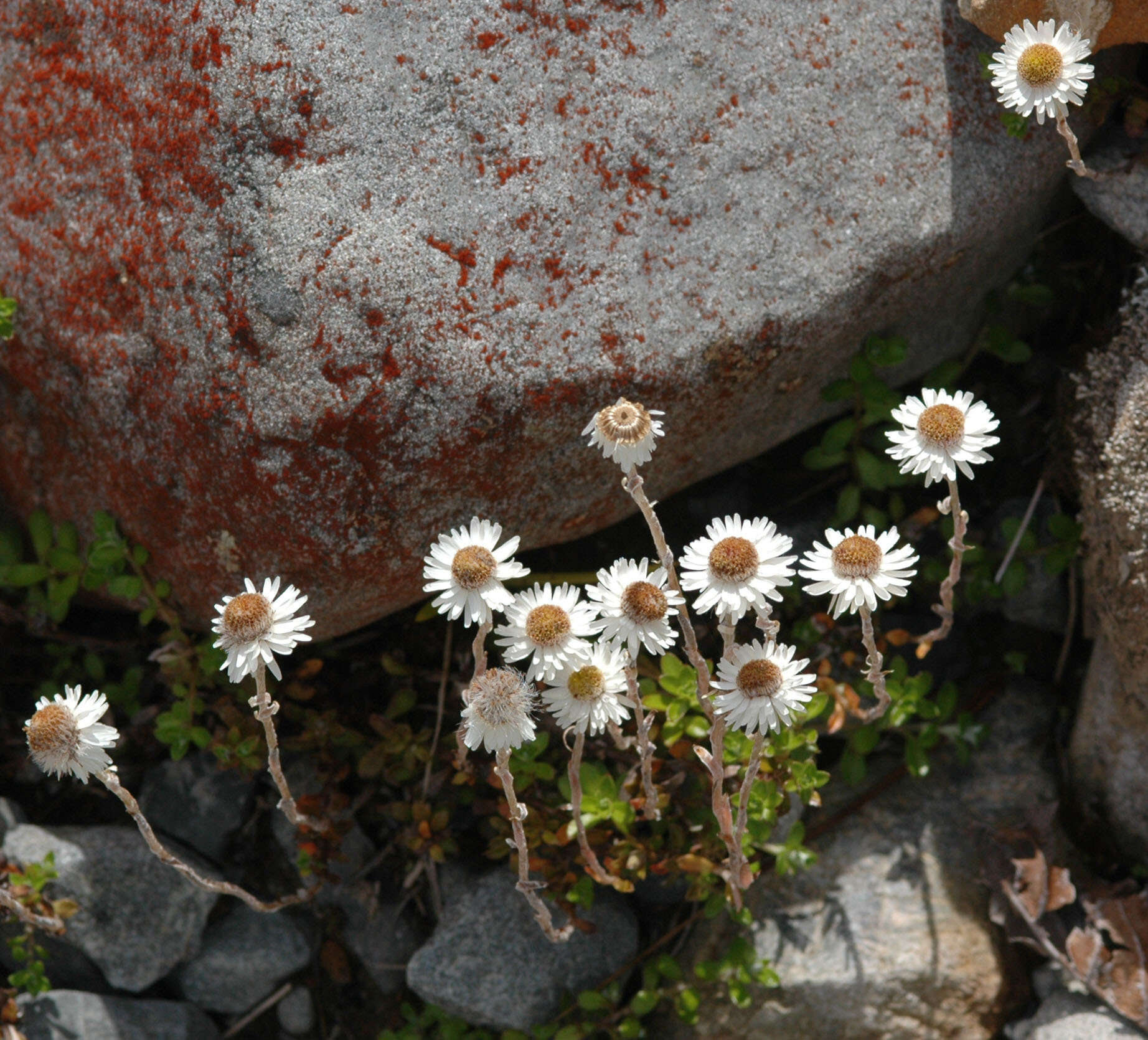 Plancia ëd Anaphalioides bellidioides (G. Forst.) D. Glenny