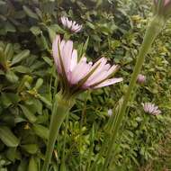 Image de Tragopogon porrifolius subsp. eriospermus (Ten.) Greuter